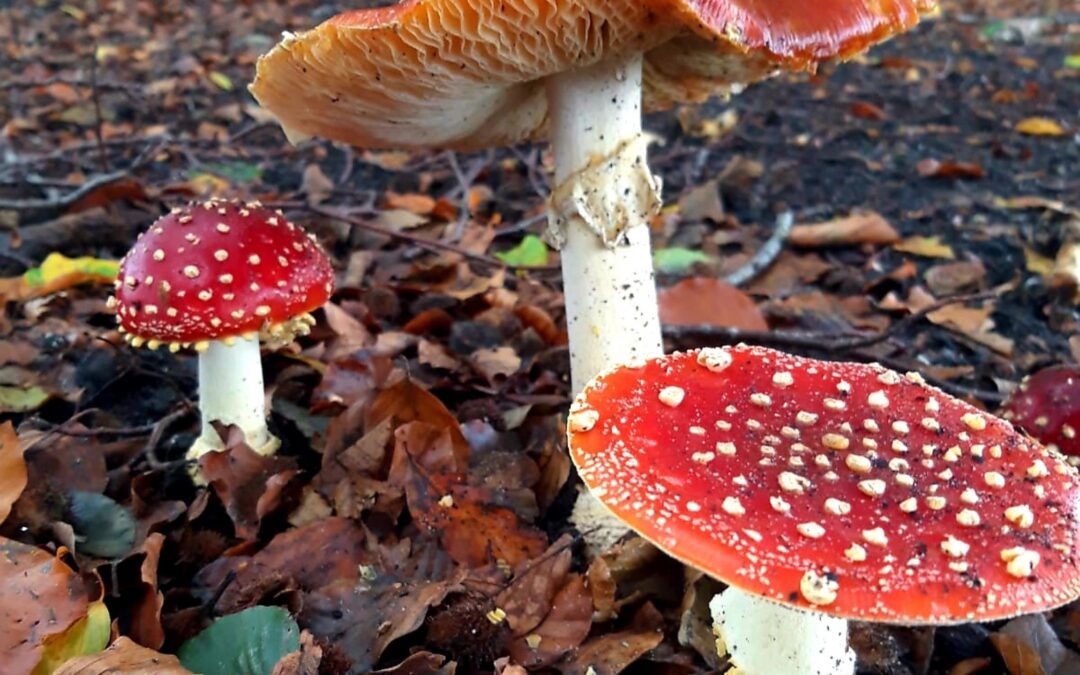 Paddenstoelen herfstwandeling